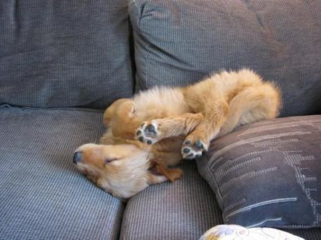 Chiens et chats dorment n’importe ou ! chien-chat-sieste-nap-napping-fun-mogwaii (70)