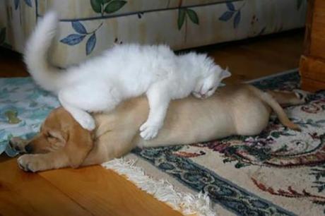 Chiens et chats dorment n’importe ou ! chien-chat-sieste-nap-napping-fun-mogwaii (67)