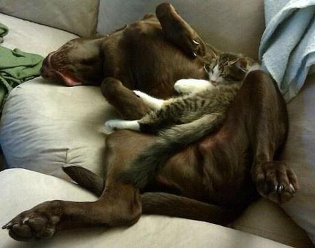 Chiens et chats dorment n’importe ou ! chien-chat-sieste-nap-napping-fun-mogwaii (102)