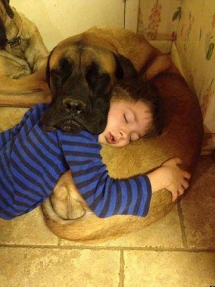 Chiens et chats dorment n’importe ou ! chien-chat-sieste-nap-napping-fun-mogwaii (89)