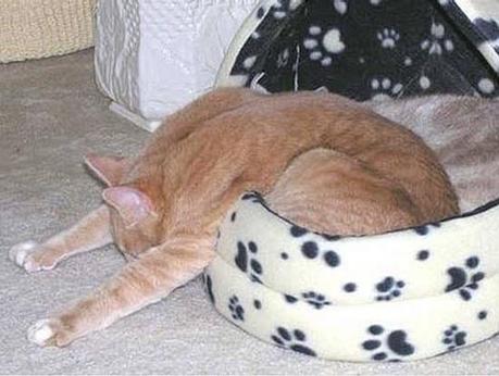 Chiens et chats dorment n’importe ou ! chien-chat-sieste-nap-napping-fun-mogwaii (19)