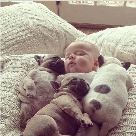 Chiens et chats dorment n’importe ou ! chien-chat-sieste-nap-napping-fun-mogwaii (11)