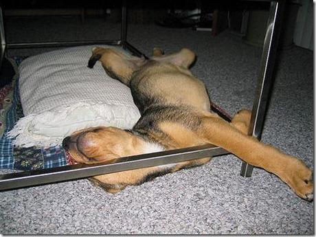 Chiens et chats dorment n’importe ou ! chien-chat-sieste-nap-napping-fun-mogwaii (93)