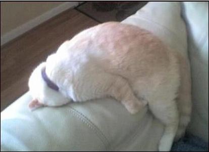 Chiens et chats dorment n’importe ou ! chien-chat-sieste-nap-napping-fun-mogwaii (4)