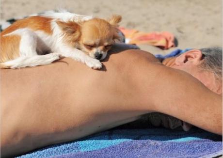 Chiens et chats dorment n’importe ou ! chien-chat-sieste-nap-napping-fun-mogwaii (2)