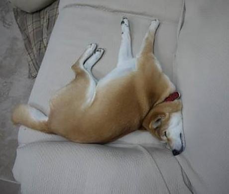 Chiens et chats dorment n’importe ou ! chien-chat-sieste-nap-napping-fun-mogwaii (1)