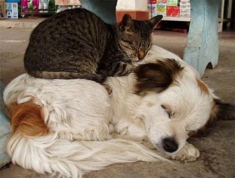 Chiens et chats dorment n’importe ou ! chien-chat-sieste-nap-napping-fun-mogwaii (99)