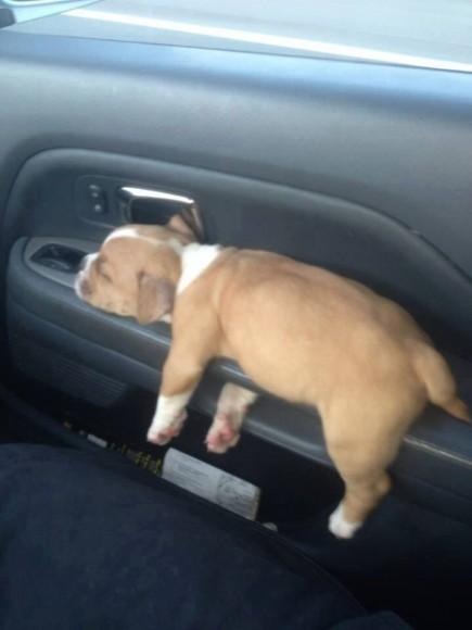 Chiens et chats dorment n’importe ou ! chien-chat-sieste-nap-napping-fun-mogwaii (18)