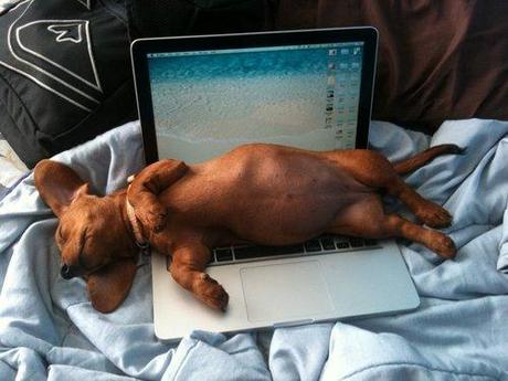 Chiens et chats dorment n’importe ou ! chien-chat-sieste-nap-napping-fun-mogwaii (103)