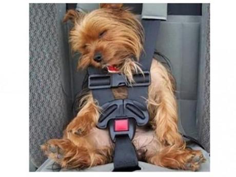 Chiens et chats dorment n’importe ou ! chien-chat-sieste-nap-napping-fun-mogwaii (82)
