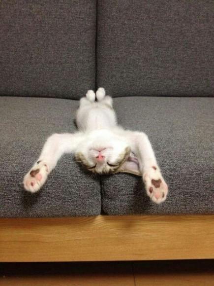 Chiens et chats dorment n’importe ou ! chien-chat-sieste-nap-napping-fun-mogwaii (13)