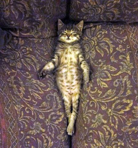 Chiens et chats dorment n’importe ou ! chien-chat-sieste-nap-napping-fun-mogwaii (15)