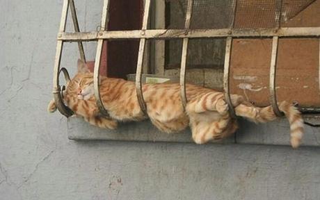 Chiens et chats dorment n’importe ou ! chien-chat-sieste-nap-napping-fun-mogwaii (39)