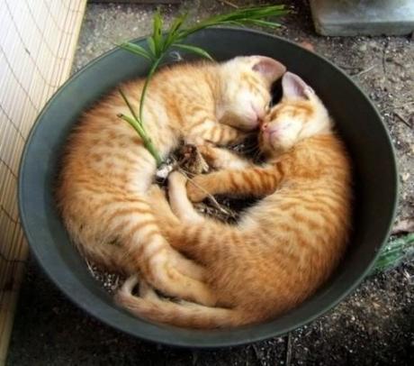 Chiens et chats dorment n’importe ou ! chien-chat-sieste-nap-napping-fun-mogwaii (1)