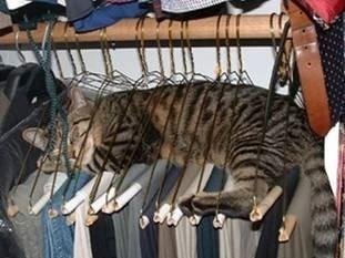 Chiens et chats dorment n’importe ou ! chien-chat-sieste-nap-napping-fun-mogwaii (20)
