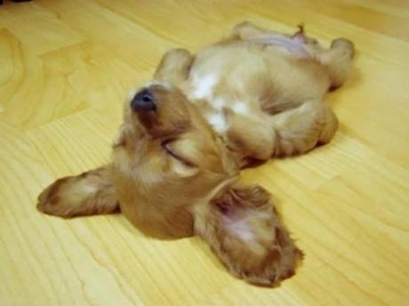 Chiens et chats dorment n’importe ou ! chien-chat-sieste-nap-napping-fun-mogwaii (69)