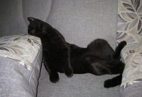 Chiens et chats dorment n’importe ou ! chien-chat-sieste-nap-napping-fun-mogwaii (46)