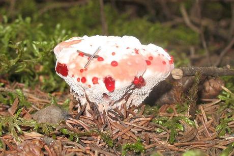 Champignon Dent Sanglante Hydnellum-Peckii 05