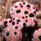 Champignon Dent Sanglante Hydnellum-Peckii 01