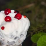 Champignon Dent Sanglante Hydnellum-Peckii 02