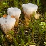 Champignon Dent Sanglante Hydnellum-Peckii 04