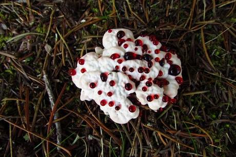Champignon Dent Sanglante Hydnellum-Peckii 03