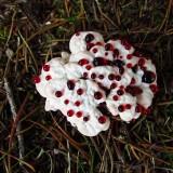 Champignon Dent Sanglante Hydnellum-Peckii 03