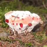 Champignon Dent Sanglante Hydnellum-Peckii 05