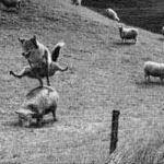 Décorer les wc loup sautant un mouton