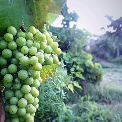 #ermitage # hermitage #vin #wine #bessards #lesbessards #work #syrah #shiraz #grape #early