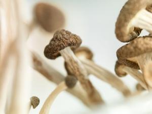 NEURO: Les champignons hallucinogènes font rêver aussi le cerveau – Human Brain Mapping