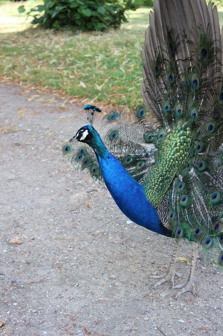 parc de bagatelle,jardin de bagatelle,parc parisien,roseraie de bagatelle,bois de boulogne paris