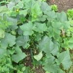 Jardin : Chronique d’un potager ordinaire : deux mois après les premières plantations Chronique potager - Concombres