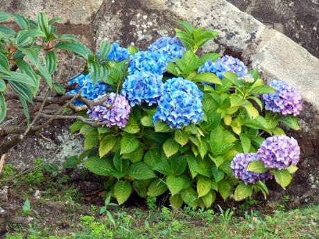 allez allez allez allez