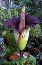 L'Amorphophallus titanum a fleuri ŕ Nantes