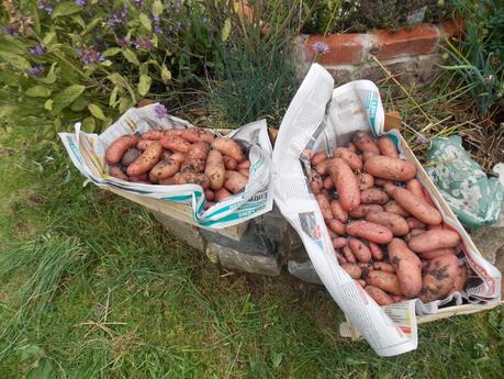 Récolte de pommes de terre Rose de France