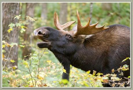 L'ORIGNAL - animal totem orignal2.jpg