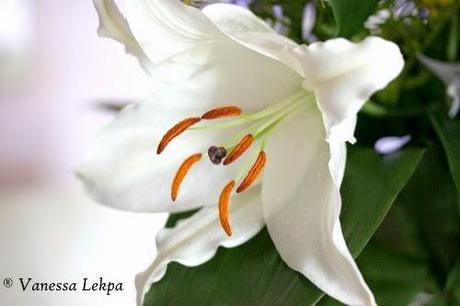 photo Fleur de Lys Vanessa Lekpa photo Fleur de Lys Vanessa Lekpa