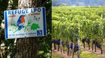 Un domaine viticole bordelais bio devient Refuge LPO pour protéger la biodiversité