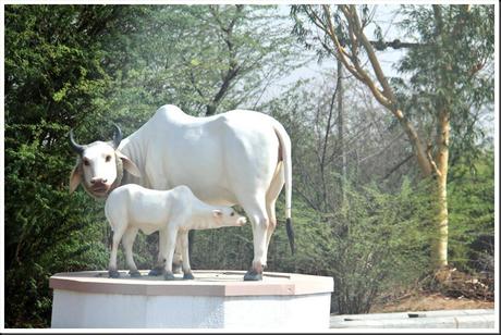 Rajasthan 2ème partie 331 Rajasthan 2ème partie 331