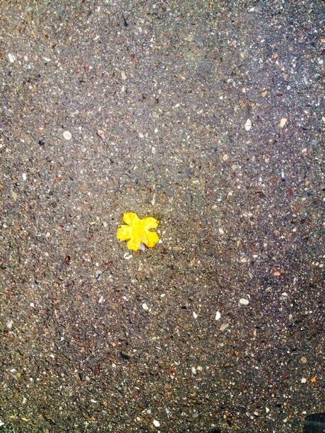 Fleur jaune écrasée sur le bitume