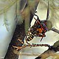 Le frelon asiatique, un redoutable tueur d'abeilles !