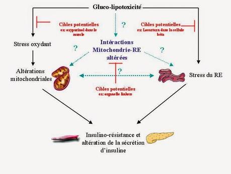 Régulation mitochondriale de la réponse au stress par la réponse de la protéine dépliée du réticulum endoplasmique