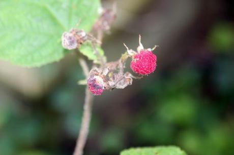 3 rubus odorata romi 23 juil 2014 023 (3).jpg