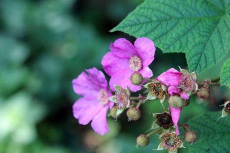 1 rubus odorata romi 23 juil 2014 023 (1).jpg