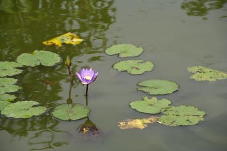 vietnam_lotus_01 ~ Mon expérience d’hébergement de vacances pas cher ~