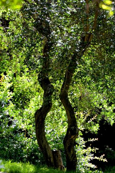 Jardins de la Fontaine, Nîmes, parcs, Jardins, plantes, photos, nature, écureuil
