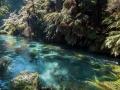 Te Waihou walkway and blue spring