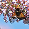 Une mouche aux yeux très développés imitant une abeille