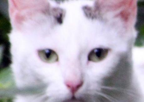 4 chat yeux romi 27juil 2014 030 (3).jpg